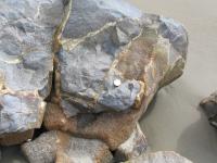 Albums/20060200-New Zealand 2006/20060315-Moeraki/17